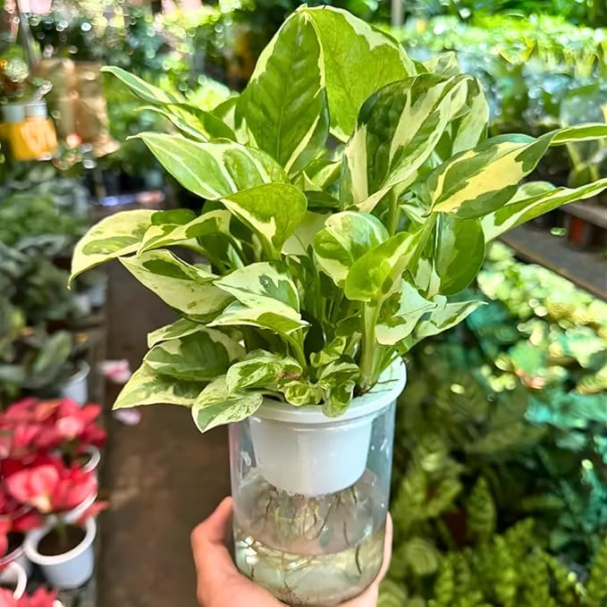Pothos N’Joy Live Plant in 4 Inch Pot |Variegated Epipremnum Aureum Houseplant with White-Green Leaves | Easy-Care Indoor Pothos Live Plants for Home Office Décor