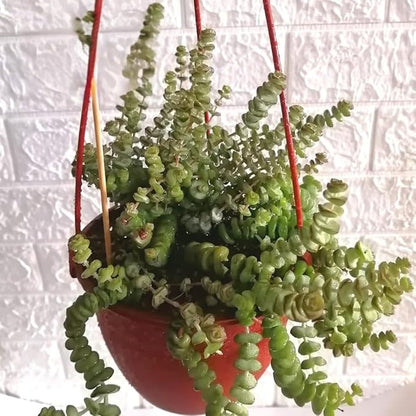 String of Buttons Live Plants, Easy Indoor Trailing Succulent in 4" Pot, Hanging Succulent Houseplant Indoor Outdoor Planting