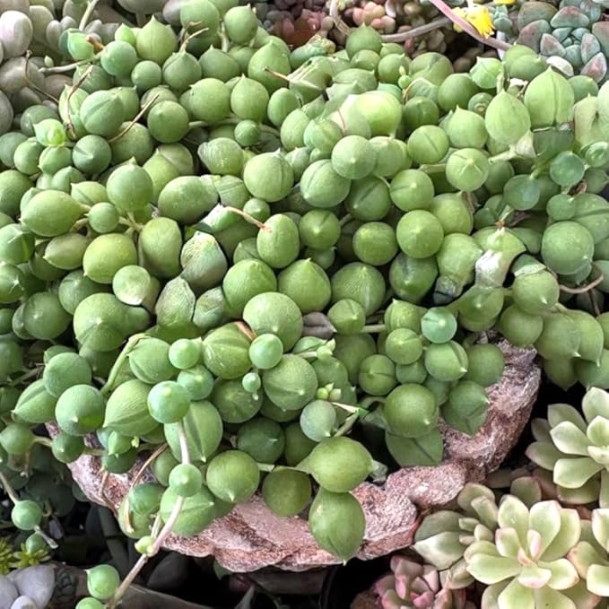 Trailing String of Pearls Live Plant in 2'' Pot, Succulent Plants Live, Trailing Succulent Plants, Easy Care Houseplant for Indoor Garden Décor, Hanging Succulent Live Plant to Grow