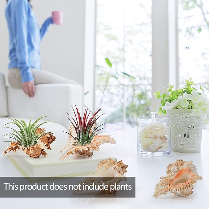 ANPHSIN 4 Pack Conch Sea Shell Air Plant Holders- 4-5 inches Natural Airplant Pot, Decorative Tillandsia Succulent Display Container for Gardening Housewarming Gifts Home Table Decors, No Plants