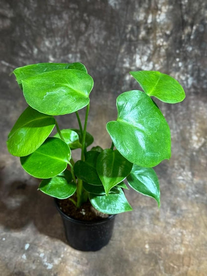 PLANTVERS Live Monstera Deliciosa in a Nursery Pot | Tropical Air Purifying Indoor Plant | Low Maintenance Large Leaf Houseplant | Easy Care Home or Office Décor Plant (4" Grow Pot)