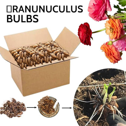 Red Ranunculus Flowers Bulbs for Spring Planting, Perennial Flower Bulbs, Early Spring Flower to Plant Outside, Colorful Blooms Groundcover Bulbs, Top Size