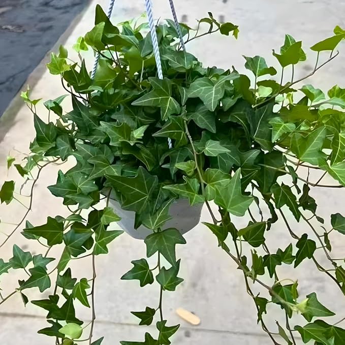 Green English Ivy Live Plants in 4 Inch Pot | Hardy Variegated English Ivy Live Plant for Home & Office Greenery | Low-Maintenance Glacier Ivy Houseplant for Desks, Windowsills & Hanging Displays
