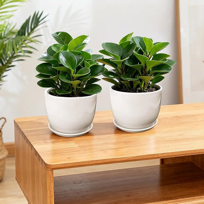 Ceramic Plant Pots,White 6.7 Inch Flower Pots for Plants,Ceramic Planter with Drainage Holes,Indoor Planter Pots with Saucer,Outdoor Garden Pots (White, 2 Pack)