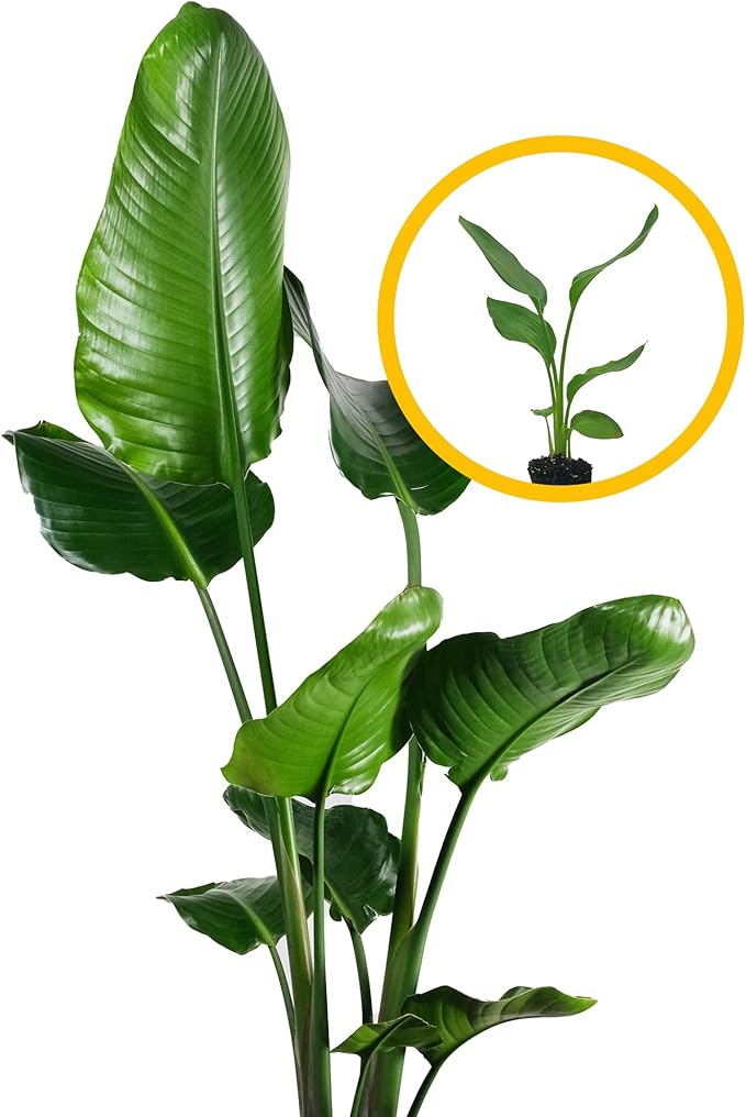 Live White Birds of Paradise Plant - 'White Birds of Paradise' Strelitzia nicolai - ragnaroc Tropical Plant 6-10” Tall - 1ct - Live Arrival Guaranteed - House Plants for Home Decor & Gift
