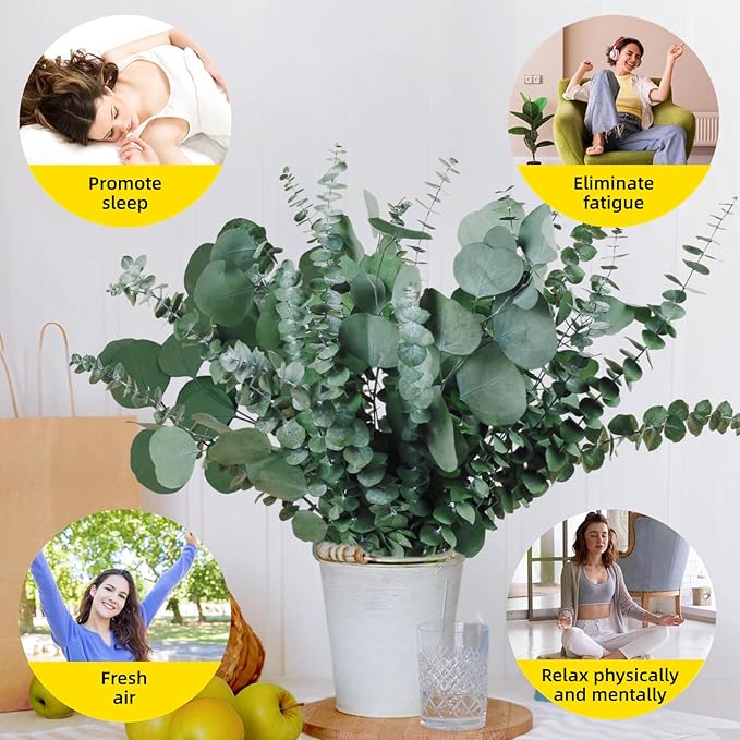 12 Pcs Large Dried Eucalyptus & Silver Dollar Leaves Bundle - Natural Real Fresh Plants, 17" Preserved Eucalyptus Stems for Shower Hanging, Bathroom Decor, Garland, Greenery Plant