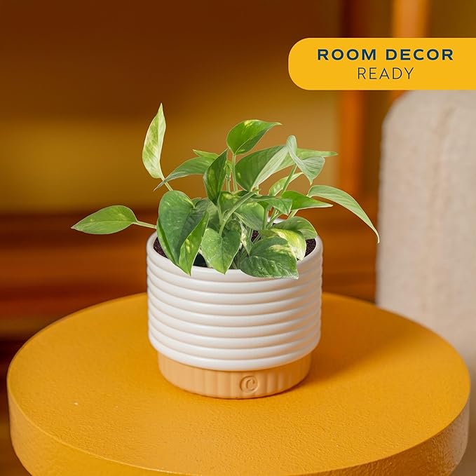 Costa Farms Golden Pothos Live Plant, Devil's Ivy in Decorative Pot, Easy to Maintain, Air Purifying Indoor Houseplant, Home, Room, or Office Decor, House Warming or Birthday Gift, 12-14 Inches Tall