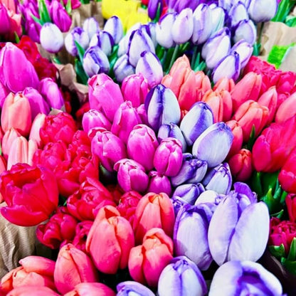20 Mixed Tulip Flower Bulbs for Fall Planting, 11/12 cm Top Size Tulip Bulbs Bulk Pack of Colorful Tulips for Spring Blooms, Grow Flowerbeds, Fresh Harvest