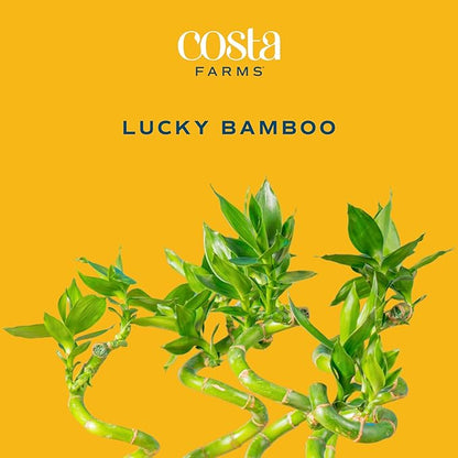 Costa Farms Lucky Bamboo Spiral Stalks (Pack of 10)