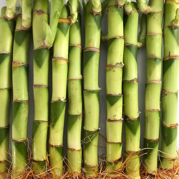 Lucky Indoor Bamboo for Love and Relationships - 2 Live Plants - 6 Inch - Ships Bare Root - Air Purifying Feng-Shui Zen Garden Houseplants