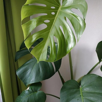 Monstera Deliciosa Plant Live, Swiss Cheese Plant, Split Leaf Indoor Plants Live Houseplants, 4 Inc Pot
