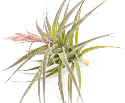 Air Plant Shop Tillandsia Murorum Air Plant - Live Tillandsia - Easy Care Indoor and Outdoor House Plants (Pack of 1)