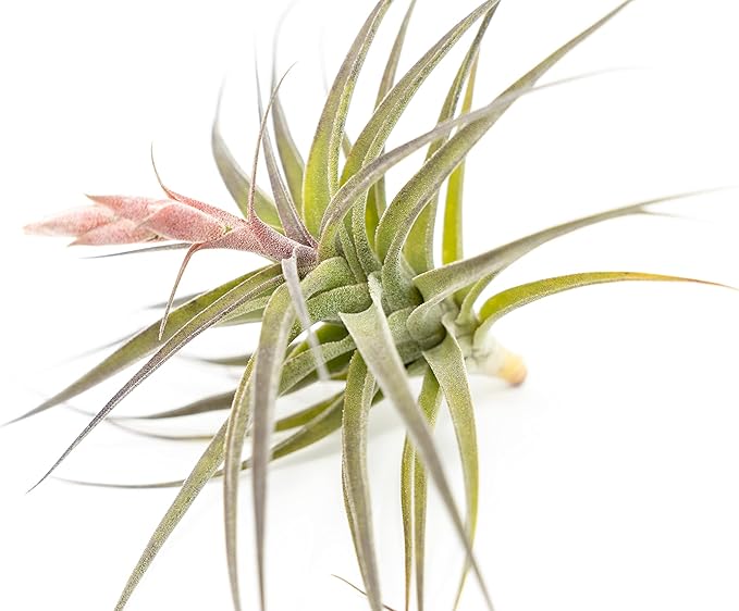 Air Plant Shop 3 Pack Tillandsia Murorum Air Plant - Live Tillandsia - Easy Care Indoor and Outdoor House Plants