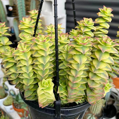 Variegated String of Buttons Live Plants, Easy Indoor Trailing Succulent in 4" Pot, Hanging Succulent Houseplant Indoor Outdoor Planting