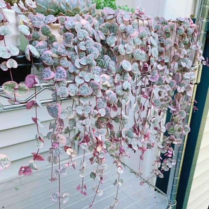 Variegated String of Hearts Live Plants, Easy Indoor Trailing Succulent in 4" Pot, Hanging Succulent Houseplant Indoor Outdoor Planting