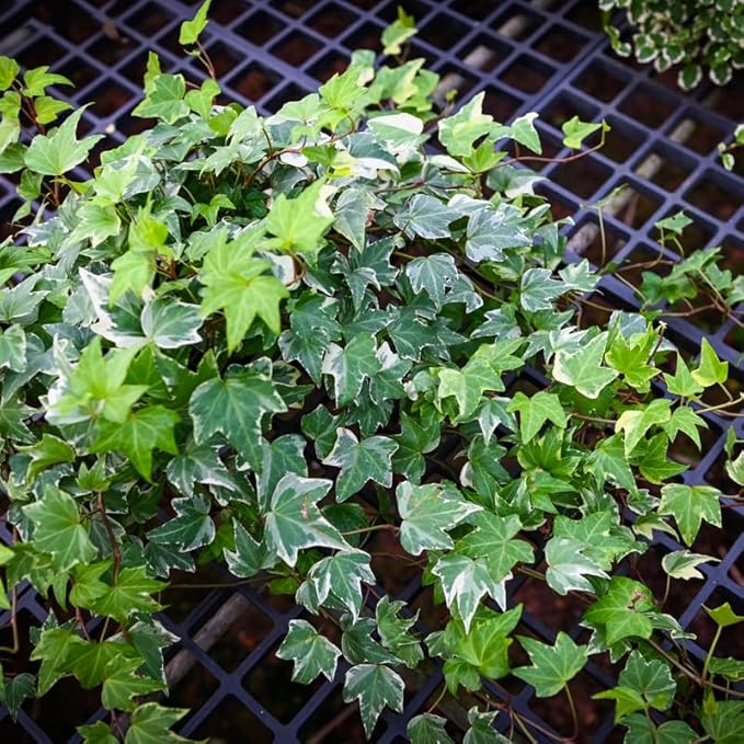 Live English Ivy Plant Indoor, Hardy English Ivy Plant, Variegated English Ivy Plant 4 Inc Pot for Gardening Indoor Outdoor