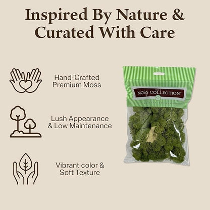 Preserved Reindeer Moss - Moss for Crafts, Home Decor, Art, Design & DIY Projects - Non-Toxic - USA Made (Spring Green, Small)