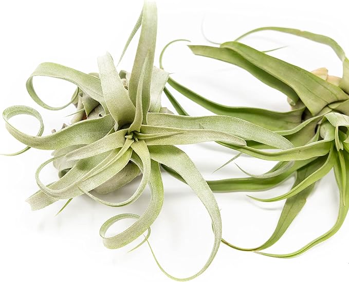 12 Pack Medium Air Plants Streptophylla - Live Tillandsia Succulent House Plants - Available in Wholesale and Bulk - Home and Garden Decor - Easy Care Indoor/Outdoor Plant