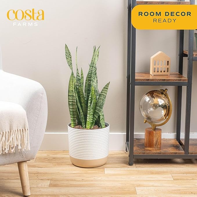 Costa Farms Snake Plant, Mother-in-Law's Tongue Live Plant in Decorative Pot, Large Easy to Maintain Indoor Succulent Houseplant, Assorted Variety, Home, Room, or Office Décor, 2-3 Feet Tall