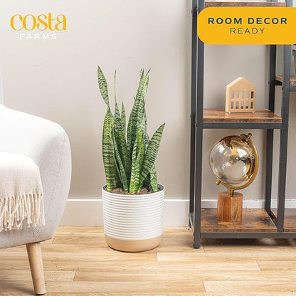 Costa Farms Snake Plant, Mother-in-Law's Tongue Live Plant in Decorative Pot, Large Easy to Maintain Indoor Succulent Houseplant, Assorted Variety, Home, Room, or Office Décor, 2-3 Feet Tall