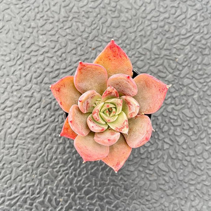 2" Live Succulent Plants Echeveria 'Meiyass', Mini Potted Succulents, Easy Care Indoor Houseplant, Unique Gifts, Home Office Décor