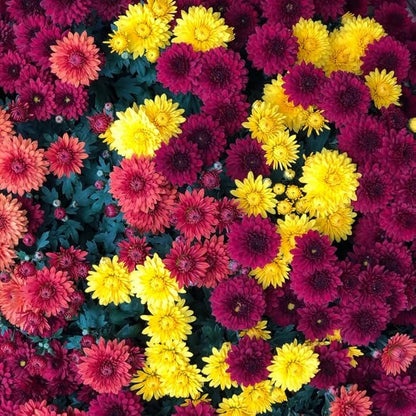 Pack 3 Mix Chrysanthemum Plants, Mums Plants Live, 3 to 6 Inch Tall Garden Mum Live Plant, Vibrant Fall Blooms, Hardy Chrysanthemum Flowers, No Pot