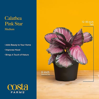 Costa Farms Calathea Pink Star Live Plant in Decorative Pot, Indoor Houseplant, Perfect for Home, Room, or Office Decor, Great House Warming or Birthday Gift, 12-18 Inches Tall