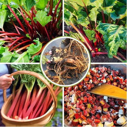 2 Victoria Rhubarb Roots for Planting, Large Rhubarb Crowns 6-10 Inch Tall, Rhubarb Plants for Planting, Perennial Vegetable Roots