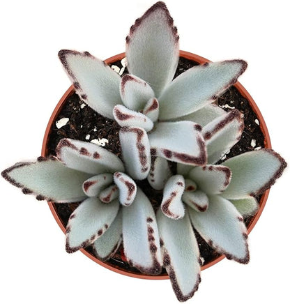 Sprout N Green Kalanchoe Tomentosa Panda Plant with 4 inch Starter Pot, Rare Live Succulent Plant Fully Rooted, Home Office Indoor Outdoor Wedding Decoration DIY Projects Party Favor