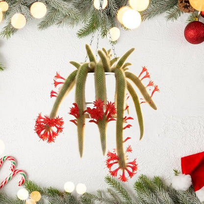 Live Monkey Tail Cactus Plant, Trailing Cactus Succulent, 6-8 Inches Tall, Ready for Growing