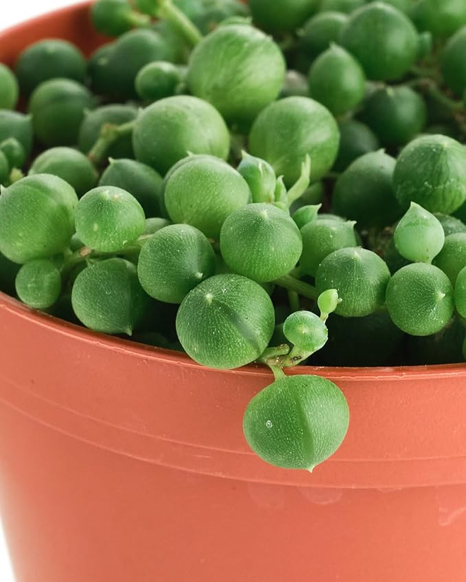 Shop Succulents String of Pearls Hanging Succulent, Senecio Rowleyanus, Fully Rooted Live 4" Succulent Plant, Low Maintenance Indoor Plant, Hardy Succulents, Trailing Succulents, Gift & Garden