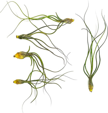 ragnaroc Live Air Plants - Tillandsia Butzii, Jumbo 7-9" - 5ct - Live Arrival Guaranteed - House Plants for Home Decor & Gift