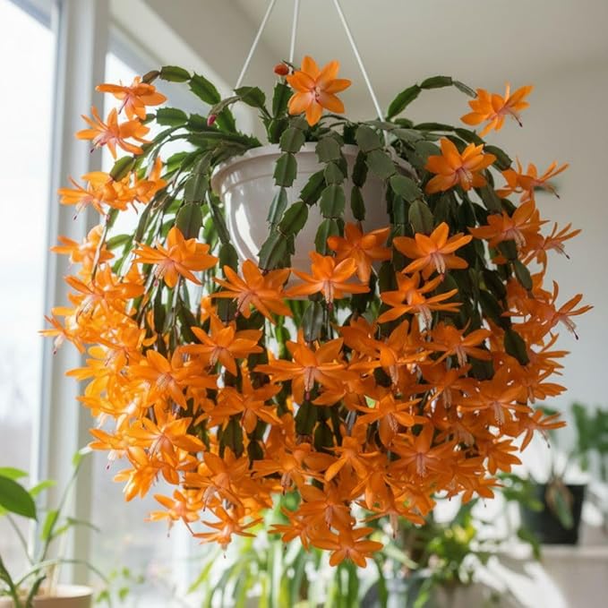 Christmas Cactus Live Plant 4 inch Pot, Christmas Flower Plant, Flower Succulents Plants, Holiday Christmas Cactus for Planting (Orange Christmas Cactus)