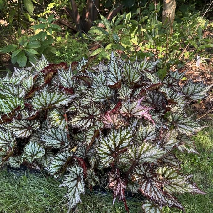 2 Begonia Live Plants Outdoor, Angel Wing Begonia Maculata Plants Live, 5-9" Tall, Ornamental Foliage Houseplant for Home or Office (Summer)