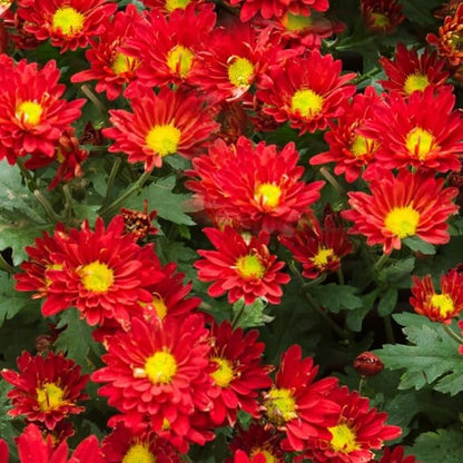 Pack 3 Red Chrysanthemum Plants, Mums Plants Live, 3 to 6 Inch Tall Garden Mum Live Plant, Vibrant Fall Blooms, Hardy Chrysanthemum Flowers, No Pot