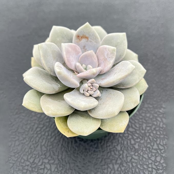 Live Succulent Plants (x Graptoveria 'Margaret Rose'), Easy Care Houseplant for Home and Office Decor, Great Gift for Housewarming, Birthday, Thanksgiving