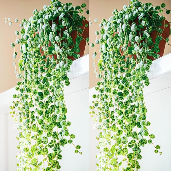 String of Turtles Live Plants, Easy Indoor Trailing Succulent in 3" Pot, Hanging Succulent Houseplant Indoor Outdoor Planting