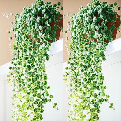 String of Turtles Live Plants, Easy Indoor Trailing Succulent in 3" Pot, Hanging Succulent Houseplant Indoor Outdoor Planting