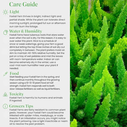 American Plant Exchange Live Foxtail Fern Plant, Plant Pot for Home and Garden Decor, 10" Pot