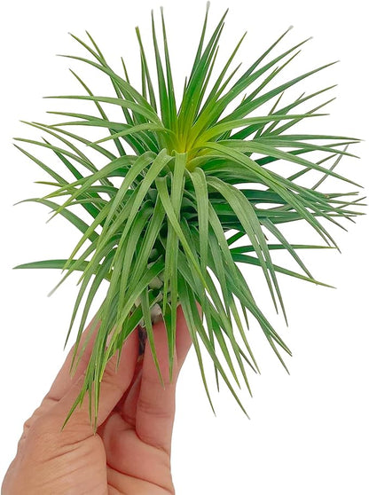 ragnaroc Air Plants - Flowering Tillandsia Pink Paske Large 5" - 2ct - Live Arrival Guaranteed - House Plants for Home Decor & Gift