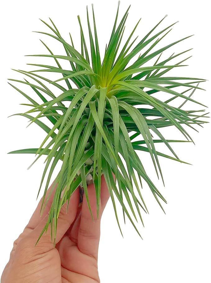ragnaroc Air Plants - Flowering Tillandsia Pink Paske Large 5" - 5ct - Live Arrival Guaranteed - House Plants for Home Decor & Gift