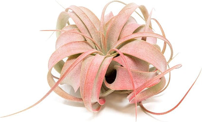 Red Colorful Tillandsia Air Plants - Long Lasting Color Enhanced Live Tillandsia Succulent House Plants - Home and Garden Decor - Easy Care Indoor/Outdoor Plants (Mini Xerographica, Pack of 3)