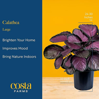 Costa Farms Calathea Live Plants in Decorative Pot, Large Indoor Houseplant, Assorted Variety, Home, Room, or Office Decor, Great House Warming or Birthday Gift, 2-3 Feet Tall, Pack of 2