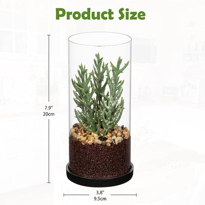 Artificial Succulent in Cylindrical Glass Vase Small Fake Senecio Plant with Modern Glass Terrarium Faux Plants Indoor Gift for Plant Lover Decor for Home Office Table Desk Shelf