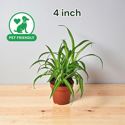 Spider Collection – Bonnie, Reverse & Hawaiian Varieties – Airplane, Pet Friendly Live Indoor Houseplant (4" Spider Plant Hawaiian)