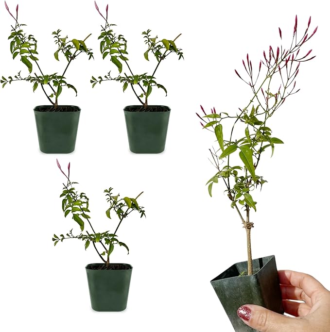 Generic Mini Pink Jasmine Vine, Fragrant and Live Houseplant, 2 Inch Pot, Jasminum Polyanthum (3)