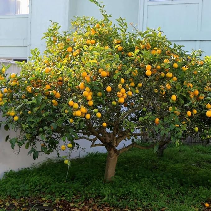 Meyer Lemon Tree Live Plant, Citrus Starter Plant 2-4” Tall in 4” Pot, Fragrant Yellow Citrus Tree