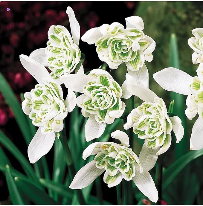 10 Double Snowdrops Bulbs - Top Size - Earliest Spring Blooms Thrive in Shade and Partial Sun - A Rare and Potected Specie in Holland