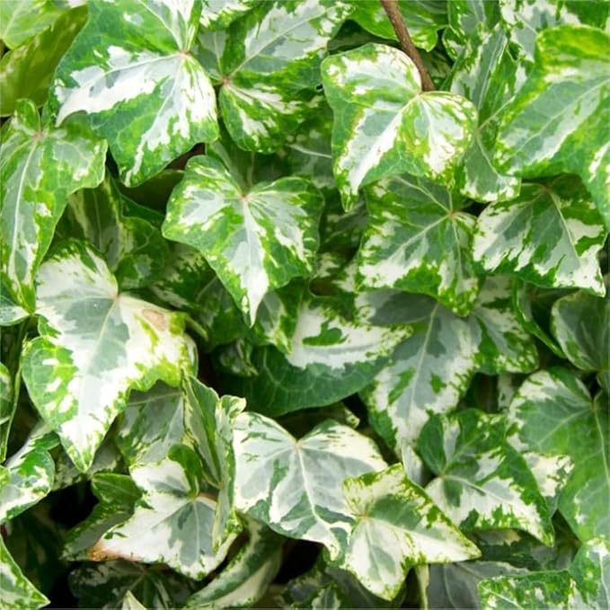 100+ English Ivy Seeds for Planting Outdoors,Climbing Vine Seeds,Ground Cover Seed Creeping Plants for Erosion Control Indoor Hanging Baskets