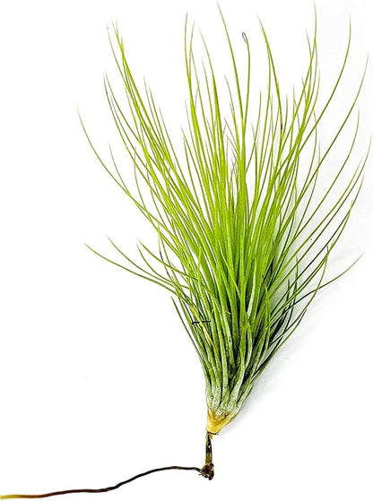 ragnaroc Air Plants - Tillandsia Andreana, Large 4-6" - 5ct - Live Arrival Gauranteed - House Plants for Home Decor & Gift